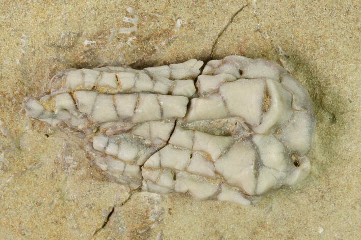 Fossil Crinoid (Hylodecrinus) - Crawfordsville, Indiana #149011